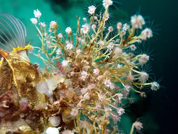Bushy Pink Mouth Hydroid