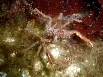 Graceful Decorator Crab