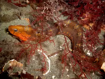 Saddleback Gunnel