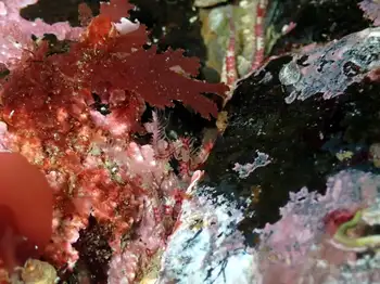 Daisy Brittle Star