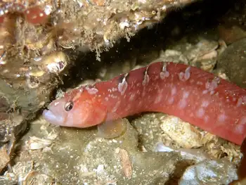 Longfin Gunnel