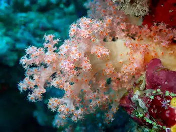 orange mouthed soft coral
