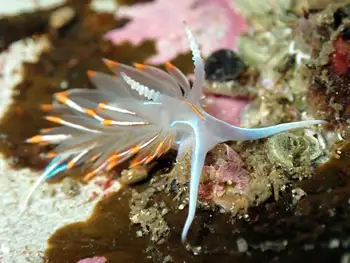 Horned Nudibranch