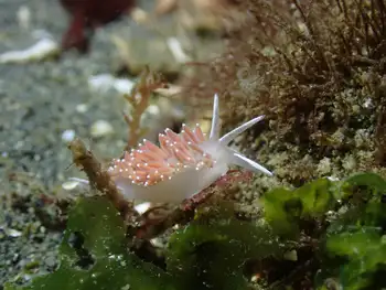 Red Gilled Nudibranch