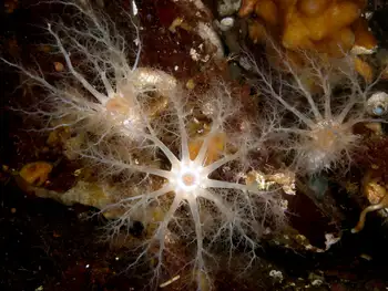Stiff Footed Sea Cucumbers