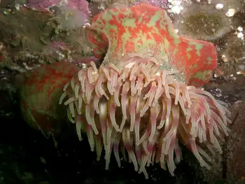 Painted Anemone