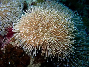 Flower Pot Coral