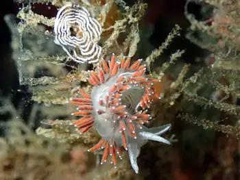 Red Gilled Nudibranch
