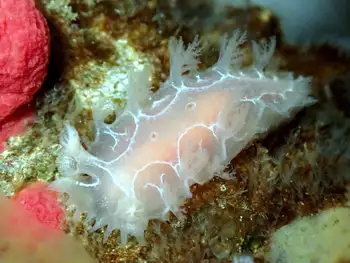 Diamondback Nudibranch