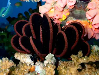 spinose feather star