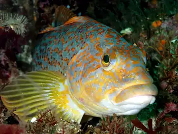 Female Kelp Greenling