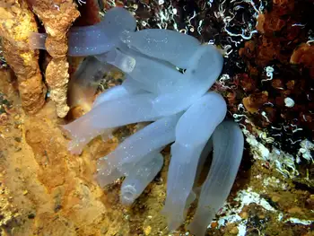 Sea Vase Tunicates