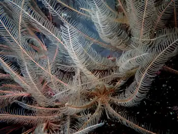Northwest Feather Stars