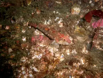 Scalyhead Sculpin