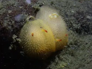 Sandalwood Nudibranchs