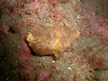 Umbrella Crab