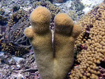 pillar coral