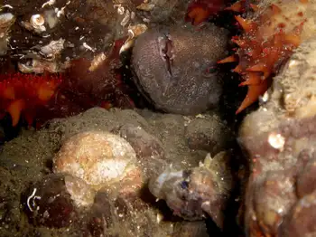 Wolf Eel