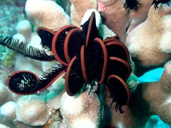 Spinose Feather Star
