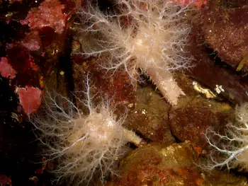 Pale Sea Cucumbers