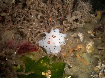 Leopard Nudibranch