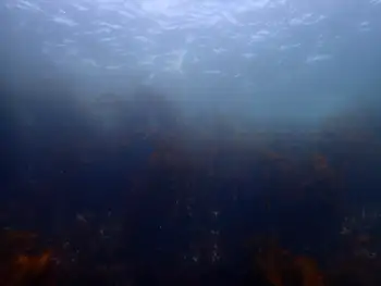 Dive Site