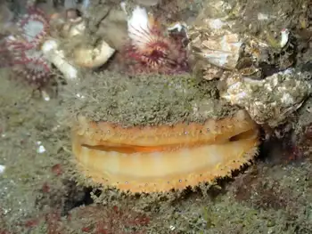 Smooth Pink Scallop