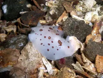 Leopard Nudibranch