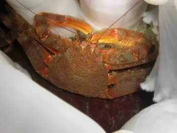 Scaled Crab