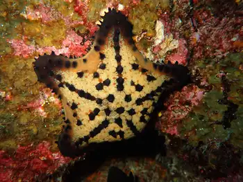 chocolate chip star