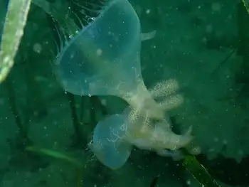 Hooded Nudibranchs