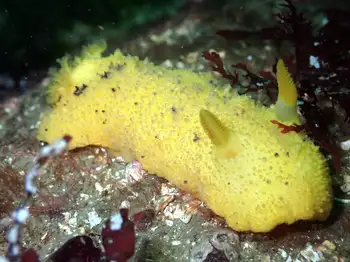 Monterey Sea Lemon