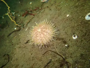 White Sea Urchin