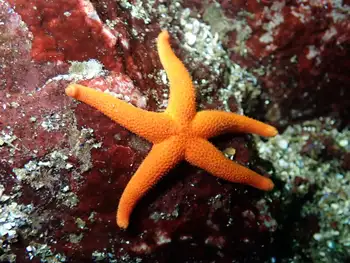 Ridged Blood Star