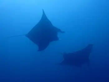 Reef Mantas