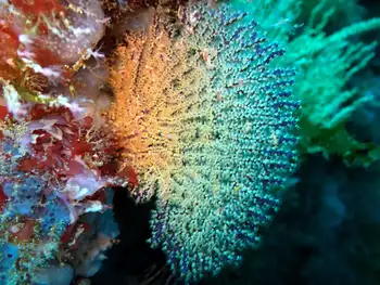 pacifigorgia fan coral