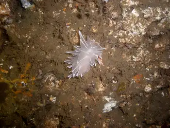 Alabaster Nudibranch