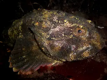 Buffalo Sculpin