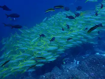 Blue Gold Snappers