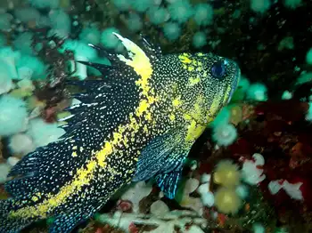China Rockfish