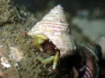 Bering Hermit Crab