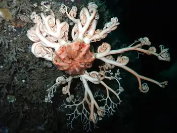 Pacific Basket Star