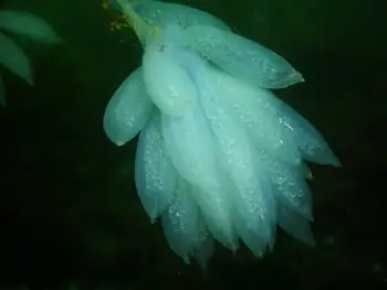 Eggs Opalescent Squid