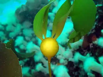 Bull Kelp