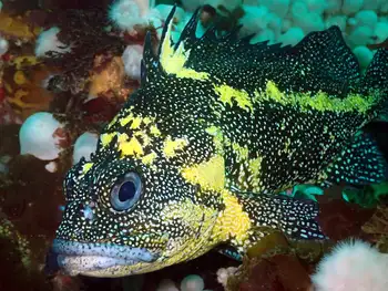 China Rockfish