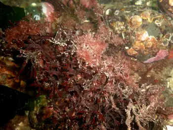 Seaweed