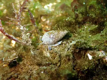 Snail