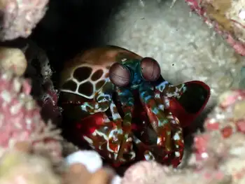 Peacock Mantis Shrimp