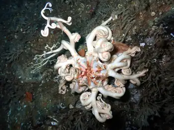 Pacific Basket Star