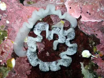 Eggs Nudibranch